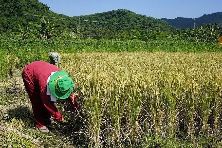 Musim Panen Padi Tiba, Petani Kesulitan Cari Buruh Ngarit di Tengah Modernisasi dan Minimnya Tenaga Lokal