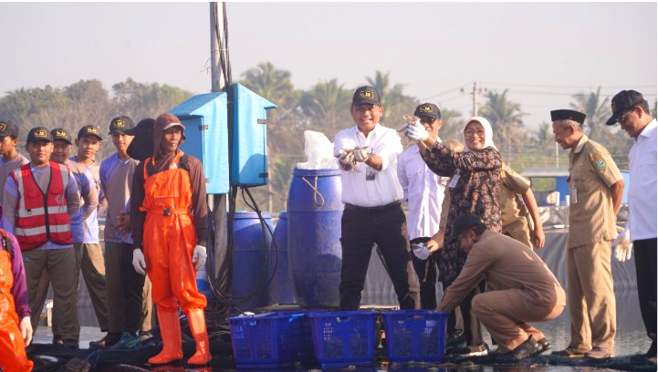 BUMN Kelola Budidaya Udang Kebumen