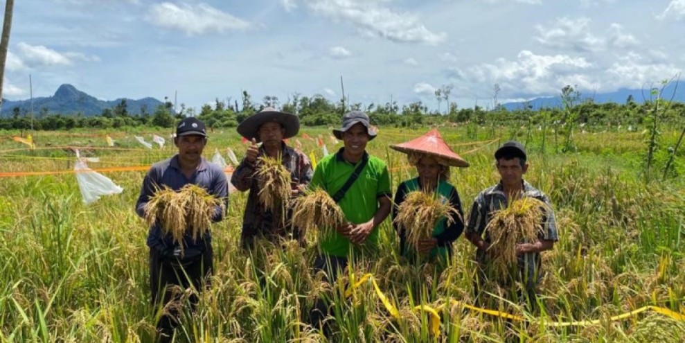 Panen Raya Padi di Jember Tingkatkan Kesejahteraan Petani Lokal Secara Signifikan