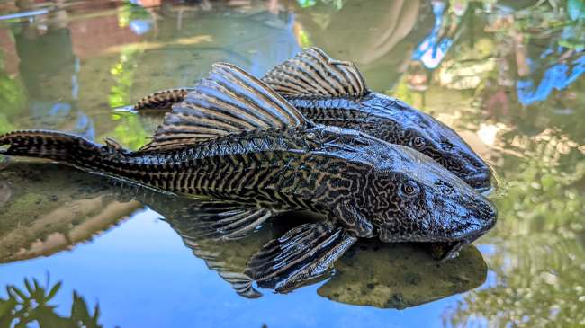 Abon Ikan Sapu-sapu Ciliwung Kaya Sumber Protein Tinggi