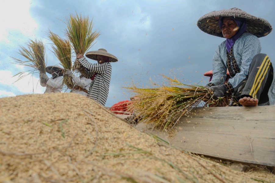 Menjaga Kepercayaan Petani Jadi Fokus Pemerintah Hadapi Beras Ilegal