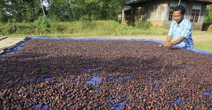 Produksi Kopi Kuningan Meningkat, Akses Pasar Luas Terbuka