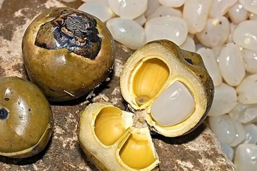 13 Manfaat Kolang-Kaling Untuk Kesehatan, Baik untuk Pencernaan hingga Jantung