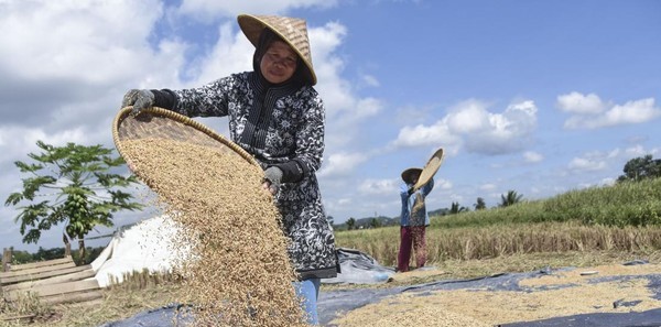 Perum Bulog Serap 2 Juta Ton Gabah Kering Panen dari Petani, Capaian Tertinggi dalam Enam Tahun Terakhir