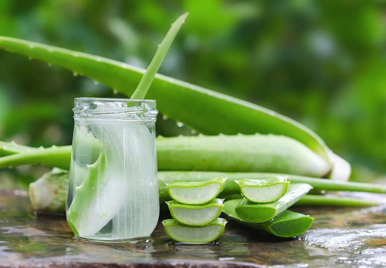 Lidah Buaya Terstandar, Fondasi Produk Herbal Ilmiah