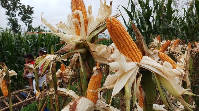 Pemerintah Tetapkan HPP Jagung Rp 5.500 per Kg Mulai 7 Februari 2025: Langkah Strategis untuk Stabilitas Harga dan Kesejahteraan Petani