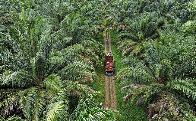 DBH Sawit untuk Jalan Produksi Petani Riau
