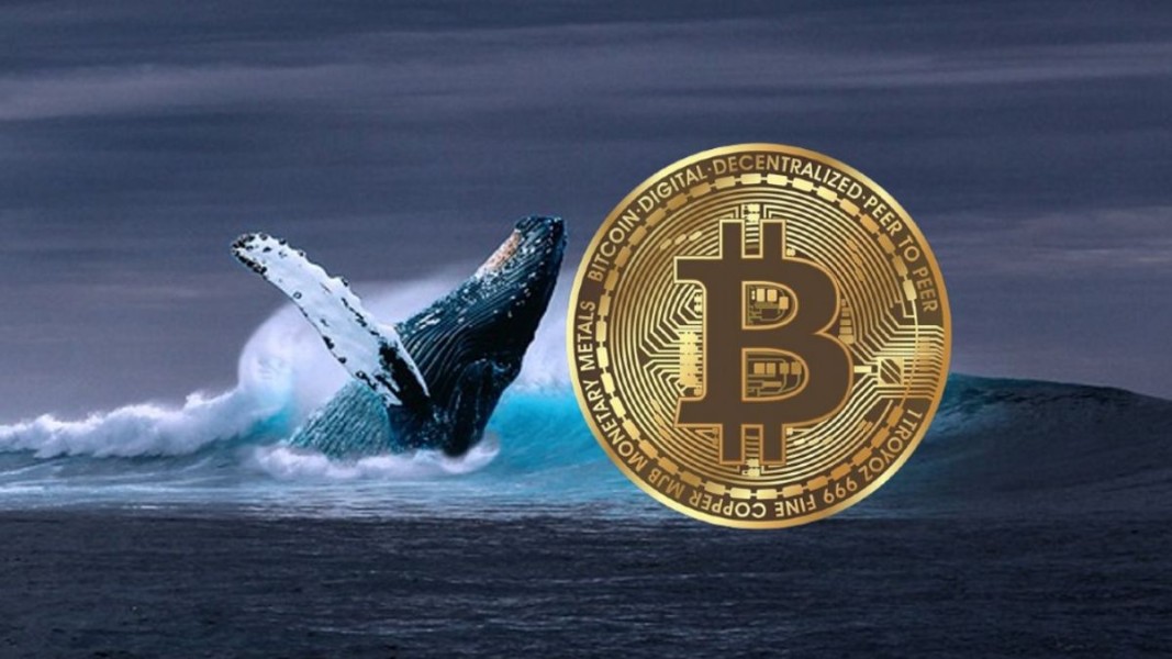 Tiga Aset Crypto Jadi Incaran Whale Menjelang CPI