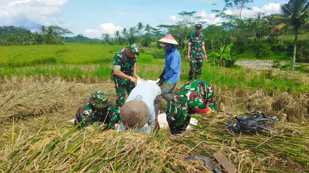 Sinergi Strategis Bulog dan TNI Dorong Serapan Gabah Petani Meningkat