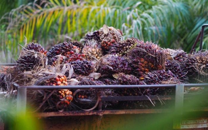 Ekspor Sawit Desember 2025 Melonjak Tembus USD24 Miliar