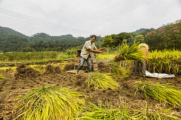 Petani Sumenep Panen Padi Melimpah