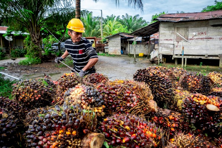 Petani Sawit di Kutai Kartanegara Terancam Kehilangan Lahan Setelah 12 Tahun Mengelola