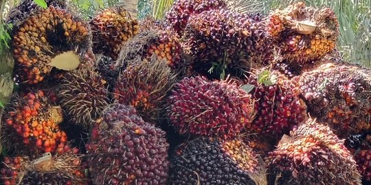 Harga CPO Bangkit Dua Hari Beruntun Setelah Sentuh Titik Terendah Enam Bulan Terakhir