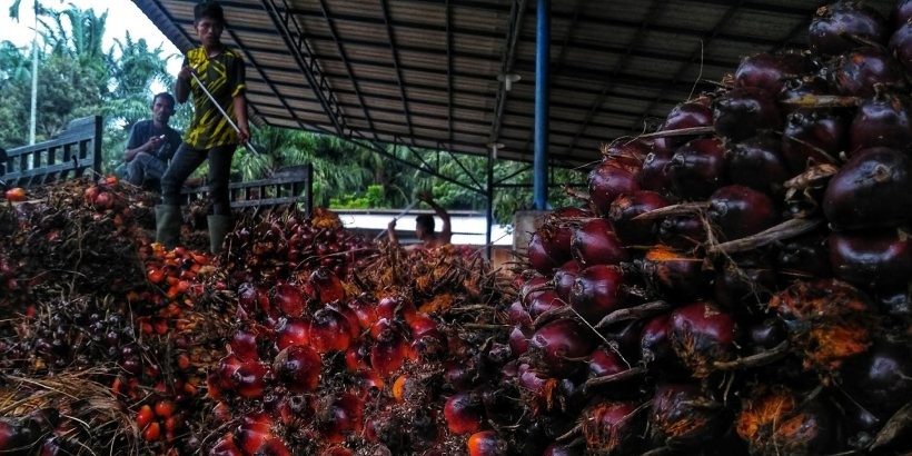 Harga Sawit di Nagan Raya Meningkat dan Bawa Dampak Positif bagi Petani Lokal