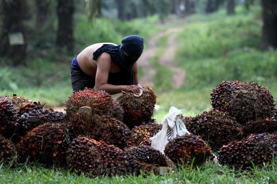 Petani Sawit Sumut Pantau Harga TBS yang Berfluktuasi Pekan Ini