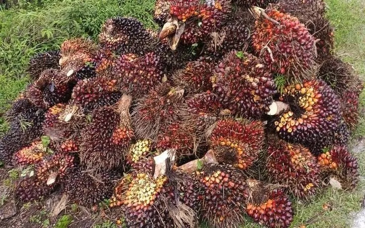 Update Harga TBS Kelapa Sawit Pekebun Aceh Hingga 7 April 2026