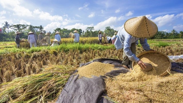 Kenaikan Produksi Beras Nasional 2025 Terlihat Dari Proyeksi Terbaru BPS