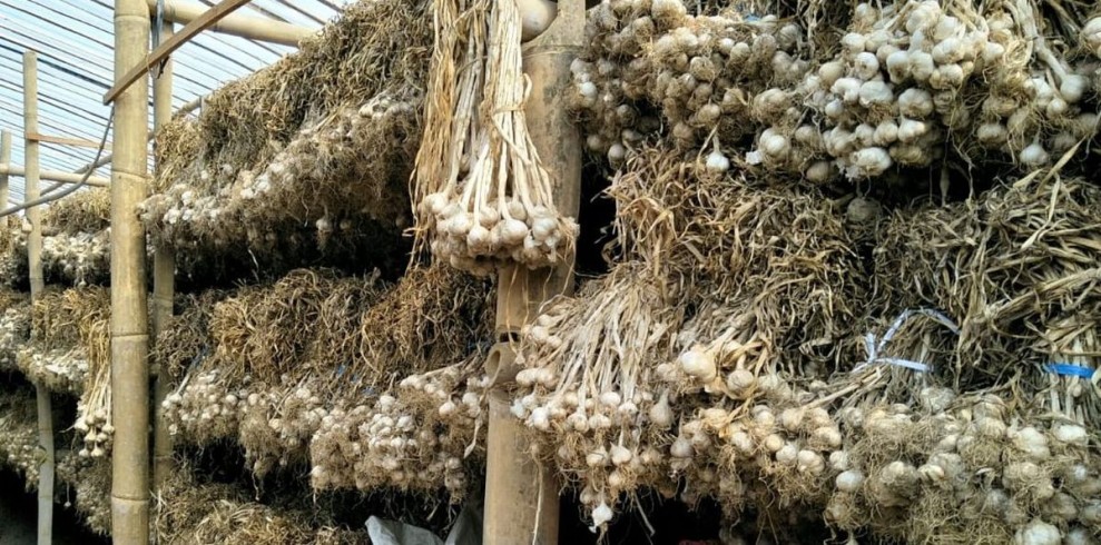 Kesejahteraan Petani Jadi Kunci Utama Swasembada Bawang Putih Nasional