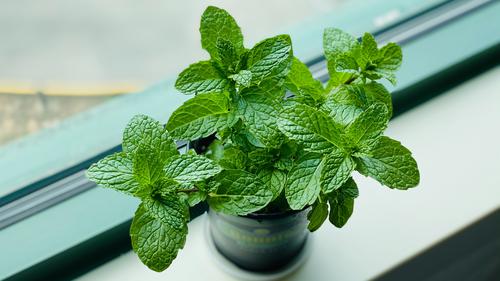 Rumah Lebih Nyaman Tanpa Cicak dengan Tanaman Alami yang Mudah Dirawat Sepanjang Tahun