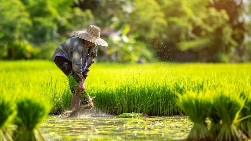 Sejarah Hari Tani Nasional 24 September dan Cara Merayakannya