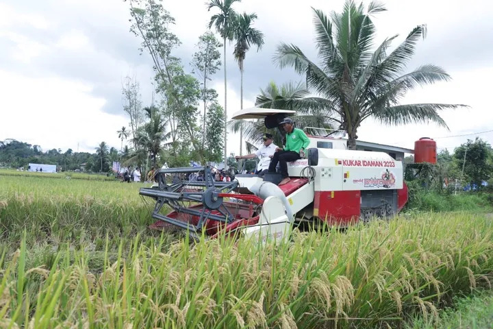 Teknologi Pertanian Modern Dorong Panen Padi Kutai Kartanegara