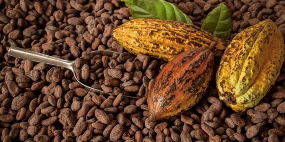 Melimpahnya Pasokan Picu Penurunan Harga Kakao pada Bulan April 2026