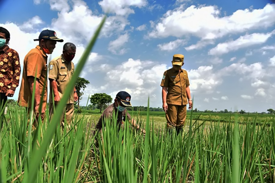 Petani Jadi Prioritas, Lumajang Mantapkan Posisi Sebagai Lumbung Pangan Nasional