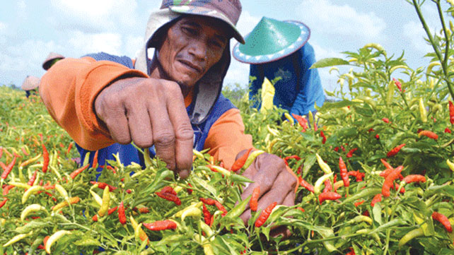 Cuaca Ekstrem Tekan Produksi Cabai di Bintan, Petani Mulai Alihkan Tanaman