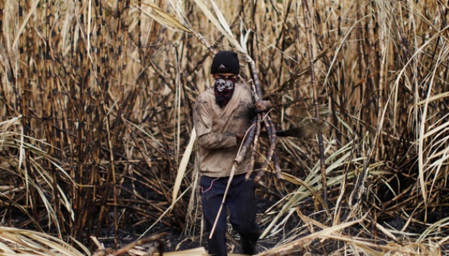 Kebijakan Baru Pemerintah Buka Harapan bagi Petani Tebu Plasma
