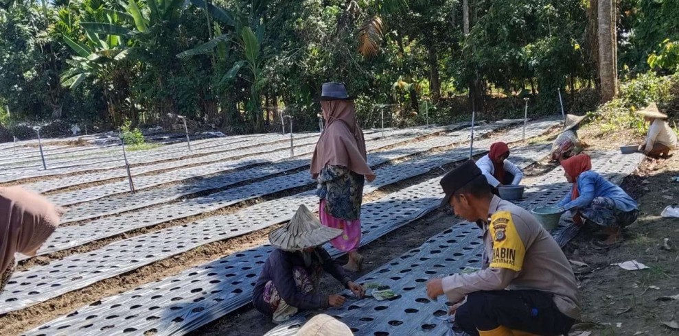 Peningkatan Kesejahteraan Petani Bawang di Pamboang: Bhabinkamtibmas Polres Majene Berikan Dukungan Penuh