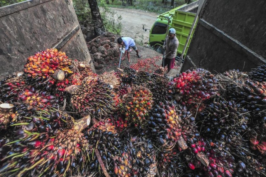 Harga Sawit Naik, Petani Penyangga IKN Nikmati Dampak Ekonomi Positif