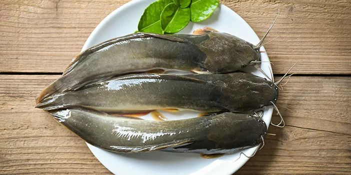 Kenali Risiko dan Manfaat Ikan Lele untuk Kesehatan