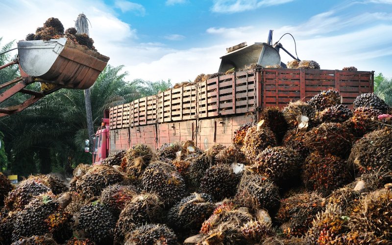 Harga CPO Diprediksi Bergerak Naik Tipis Usai Penurunan Pekan Lalu