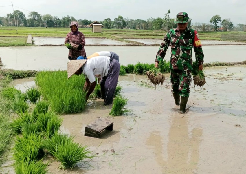 Babinsa Pasean Turun Langsung Bantu Petani Siapkan Bibit Padi dalam Dukungan Ketahanan Pangan Nasional