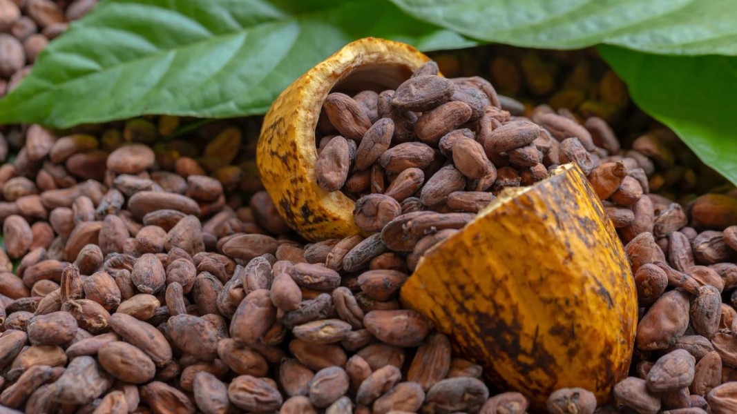 Cokelat Indonesia dari Criollo hingga Trinitario, Biji Langka Bermutu Tinggi