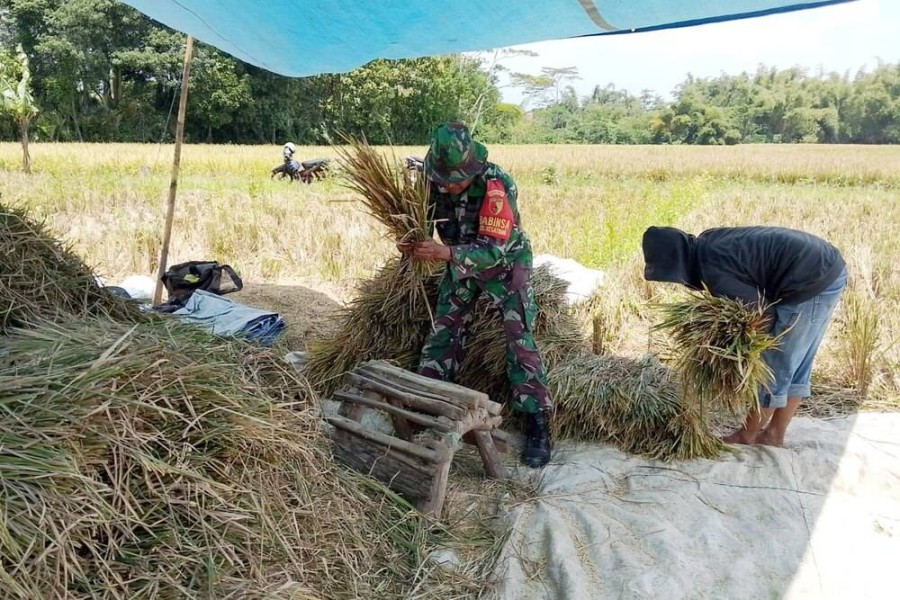 Babinsa Blimbing Dampingi Petani untuk Hasilkan Gabah Berkualitas