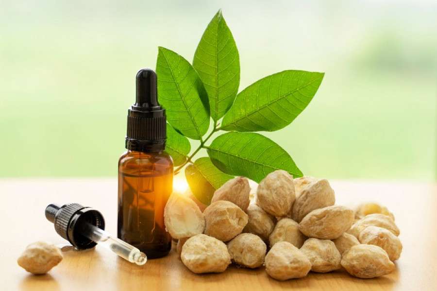 Minyak Kemiri Murni Makin Dilirik, Solusi Alami Rambut Sehat dan Kulit Terawat Setiap Hari