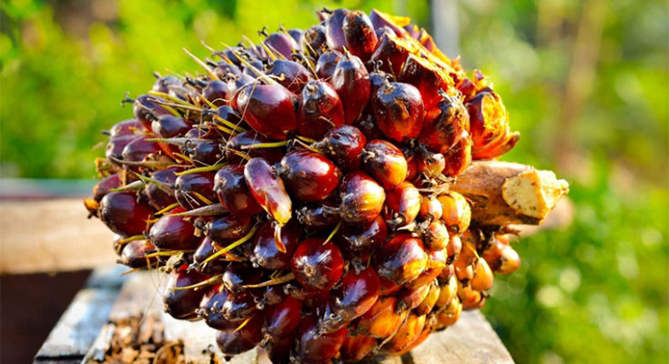 Harga TBS Sawit Sumut Pekan Ketiga Februari 2026 Bergerak Naik Tipis Namun Masih Cenderung Stagnan di Tengah Dinamika Pasar