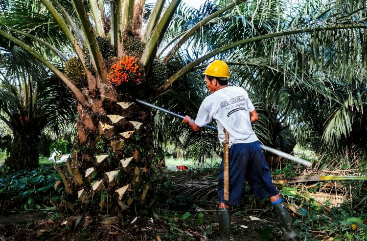 Kenaikan Harga Sawit Dorong Harapan Petani Jambi