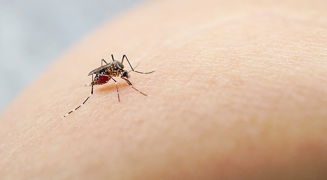 Kemenkes Ingatkan Pentingnya Cegah Chikungunya