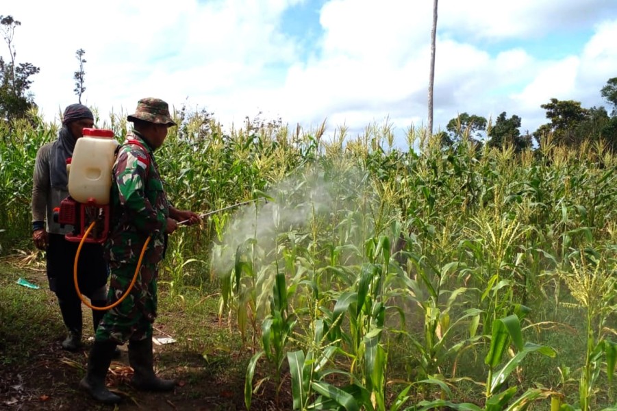 Babinsa Rubaru Turun ke Sawah, Perkuat Ketahanan Pangan Lewat Pendampingan Petani Jagung