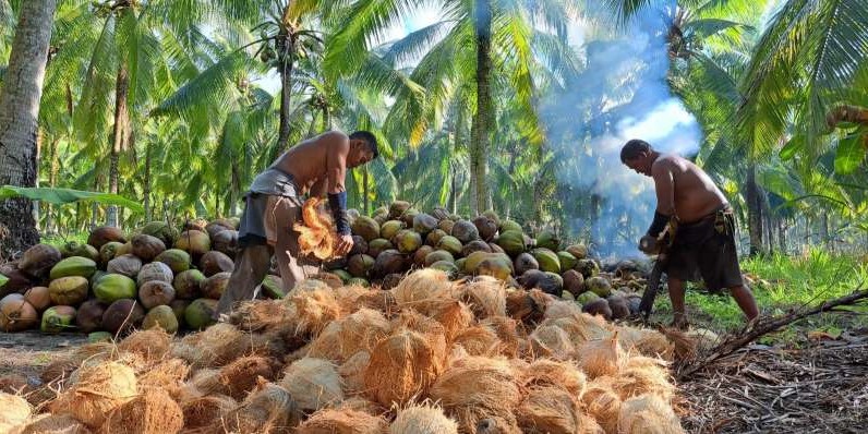 Potensi Kelapa di Bone Bolango Bisa Tingkatkan Ekspor dan Pendapatan Petani Lokal