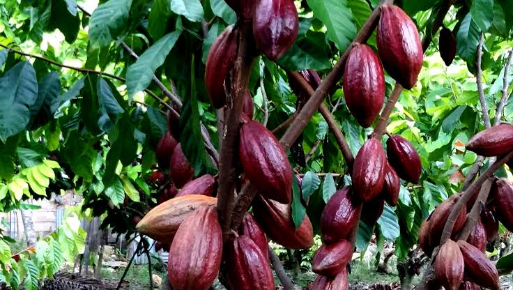 Dari Pertambangan ke Produksi Kakao Berkelanjutan: Transformasi di Desa Lung Anai