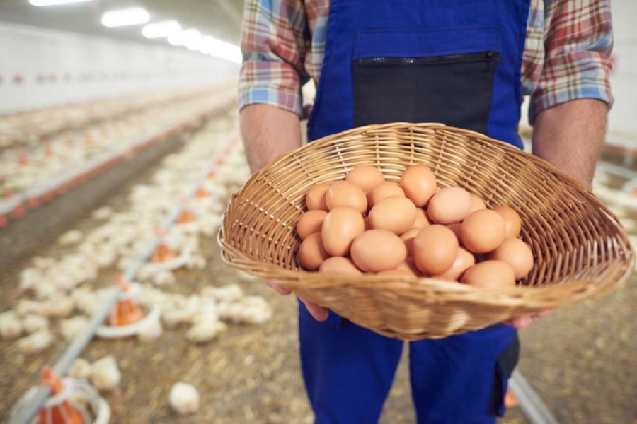 Harga Pangan Turun, Cabai Telur dan Minyak Goreng Murah
