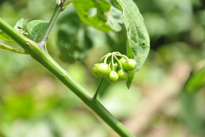 Cara 6 Mudah dan Cepat Mengurangi Rasa Pahit Leunca Dalam Masakan