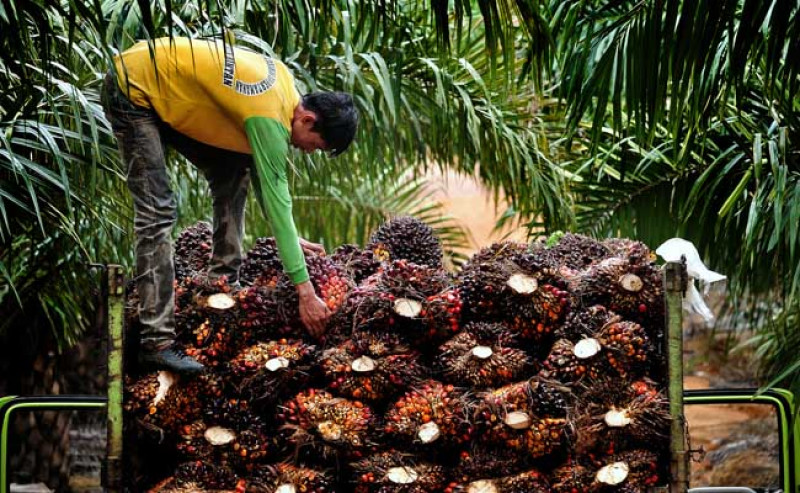 Harga Sawit Sumut Stabil Meski Turun Tipis September