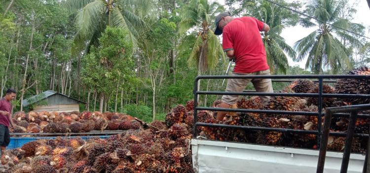 Rohul Tingkatkan Literasi Digital Petani untuk Dukung Kelapa Sawit Berkelanjutan
