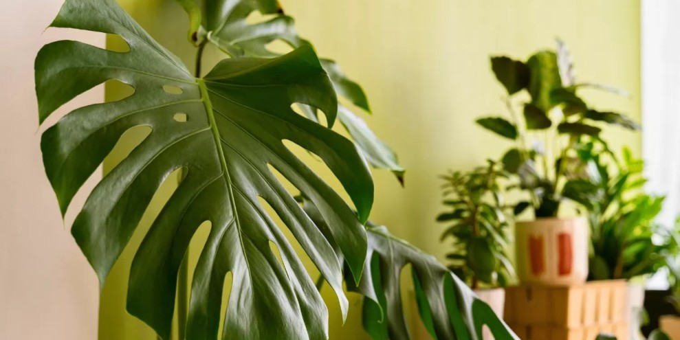 Tanaman Hias Mudah Dirawat untuk Dekorasi Rumah Instagramable