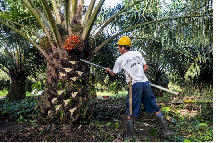 Harga Sawit Jambi Naik Lagi TBS Tembus Rp3.643 Februari 2026