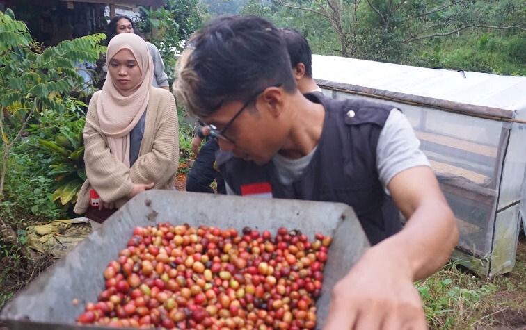 Transformasi Desa Arabika, Langkah Besar Menuju Pusat Unggulan Kopi Sinjai Dukungan dari PLN